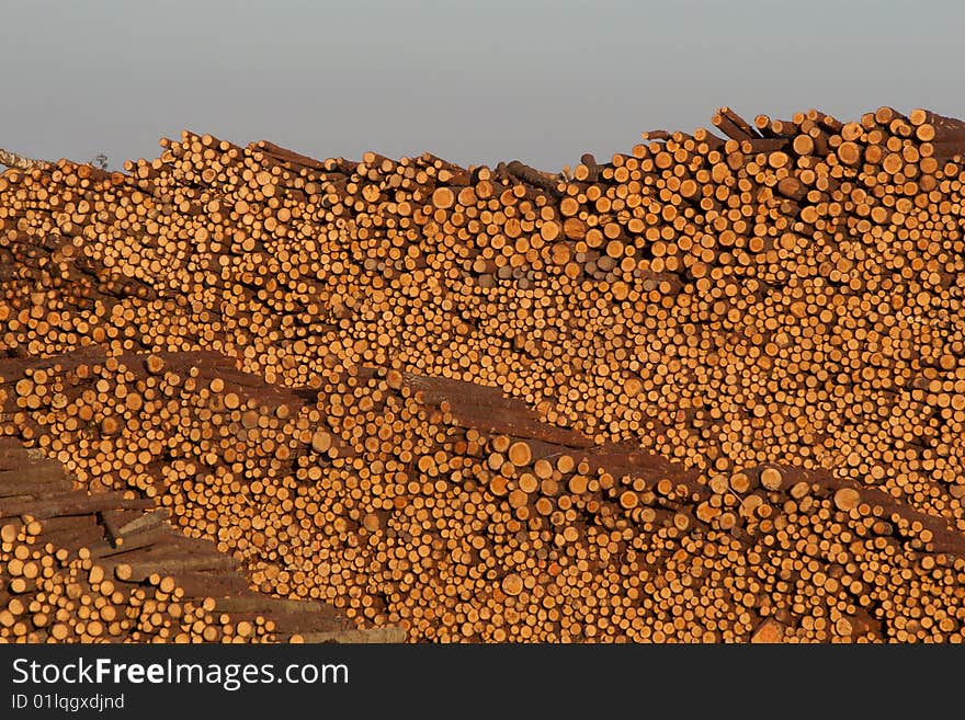 Big pile of wood in sunset light. Big pile of wood in sunset light