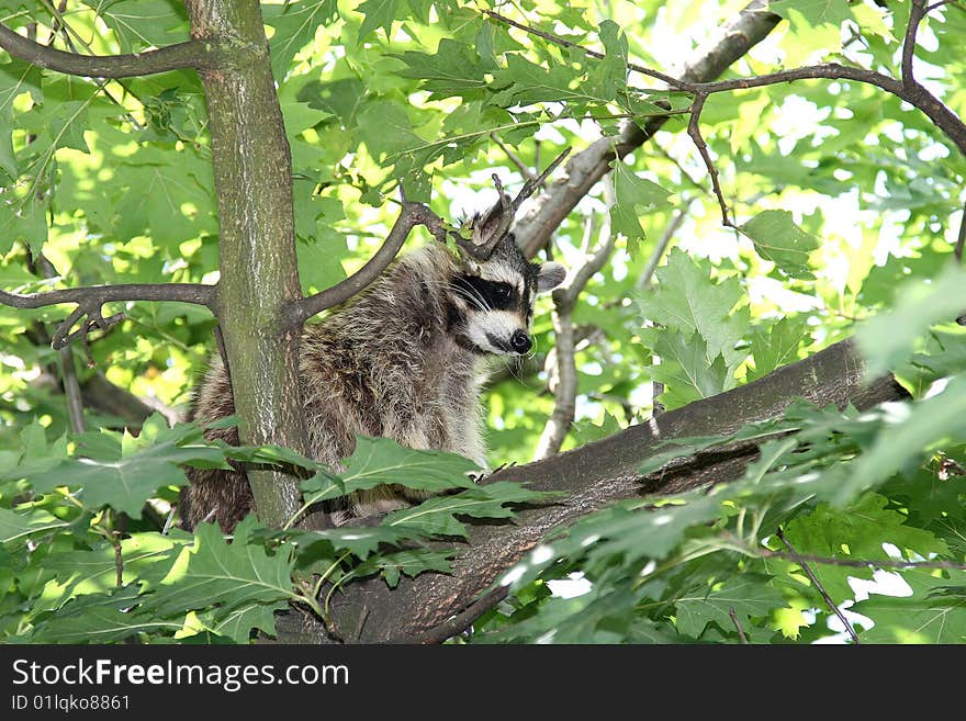 A Raccoon, Hidden Between The Green Leaves