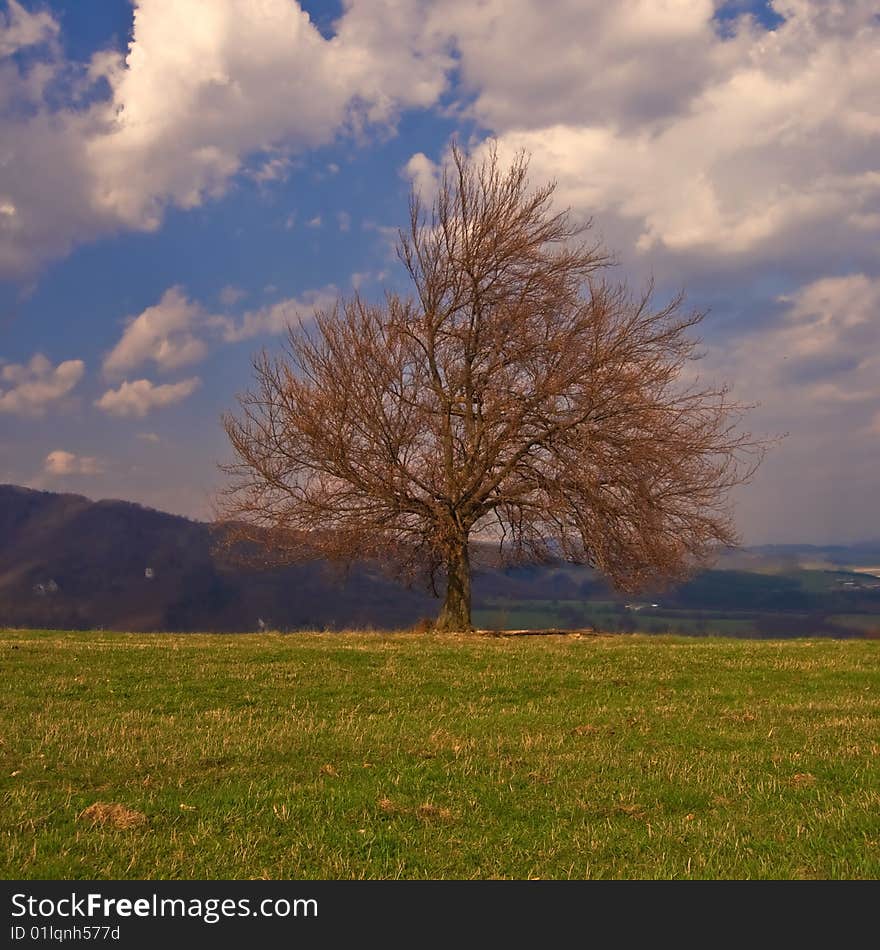 Warm spring tree in beautiful landscape. Warm spring tree in beautiful landscape.