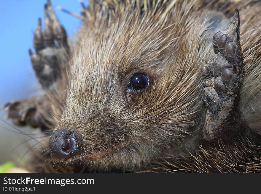 Wild hedgehog. It is caught in a field, it is photographed and let out on will.