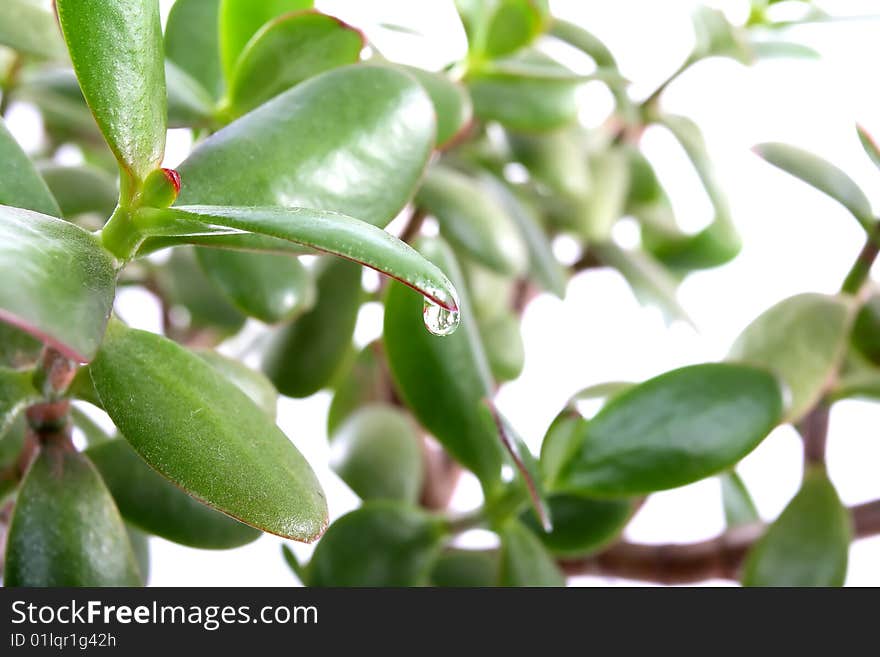 Money tree and a drop on a white background