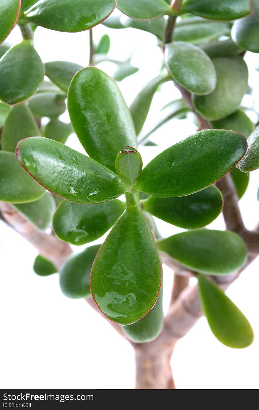 Money tree and a drop on a white background