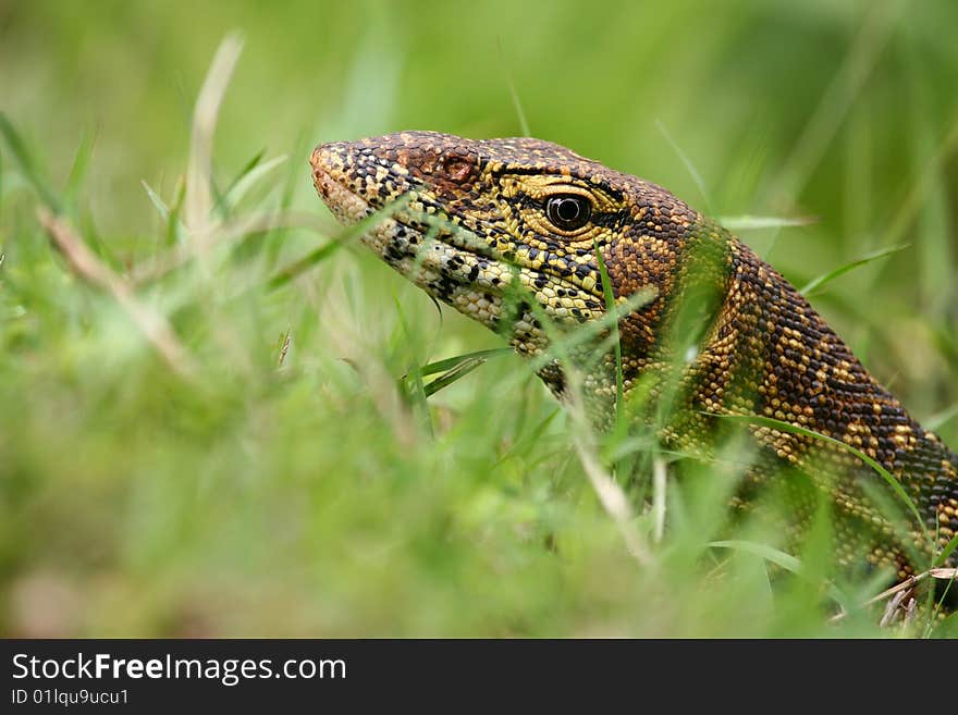 Nile Monitor (Varanus niloticus) near Mombasa, Kenya