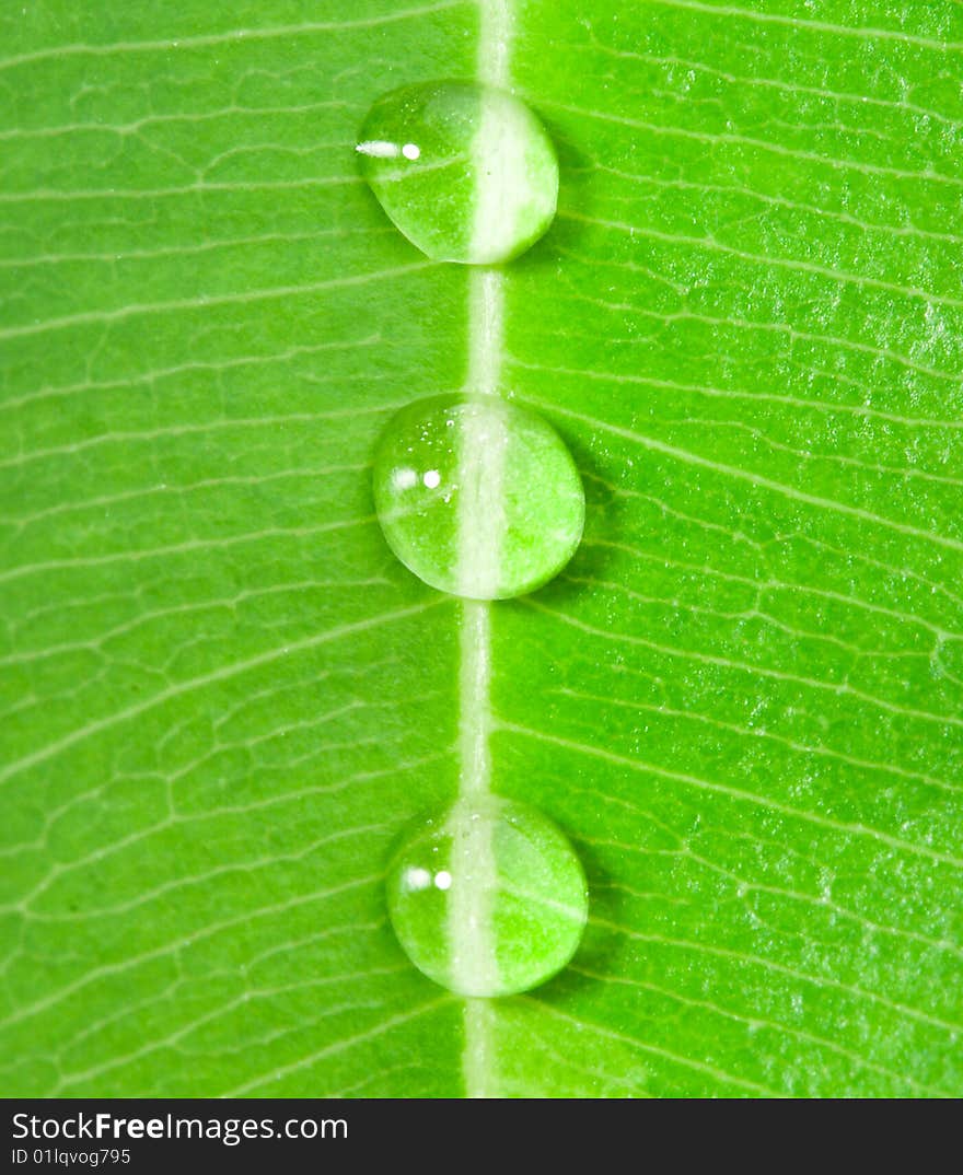 Close-up three water drops on a green leaf