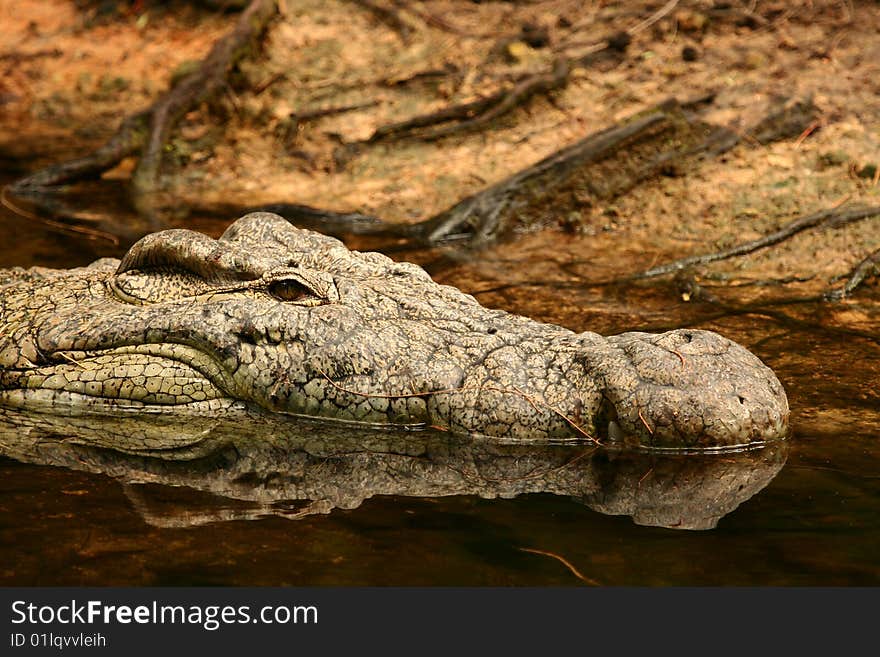 Nile Crocodile (Crocodilus niloticus) near Mombasa, Kenya. Nile Crocodile (Crocodilus niloticus) near Mombasa, Kenya