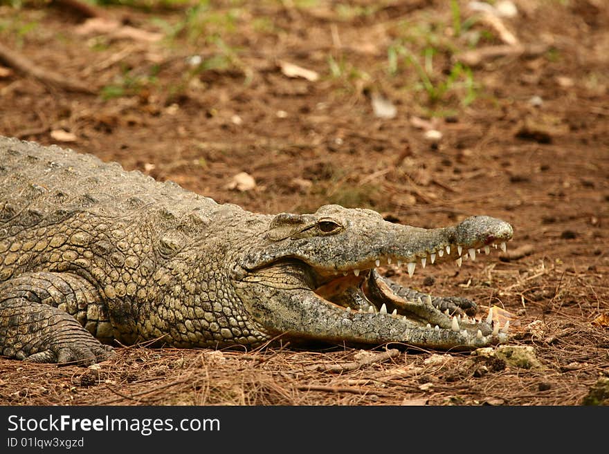 Nile Crocodile (Crocodilus niloticus) near Mombasa, Kenya