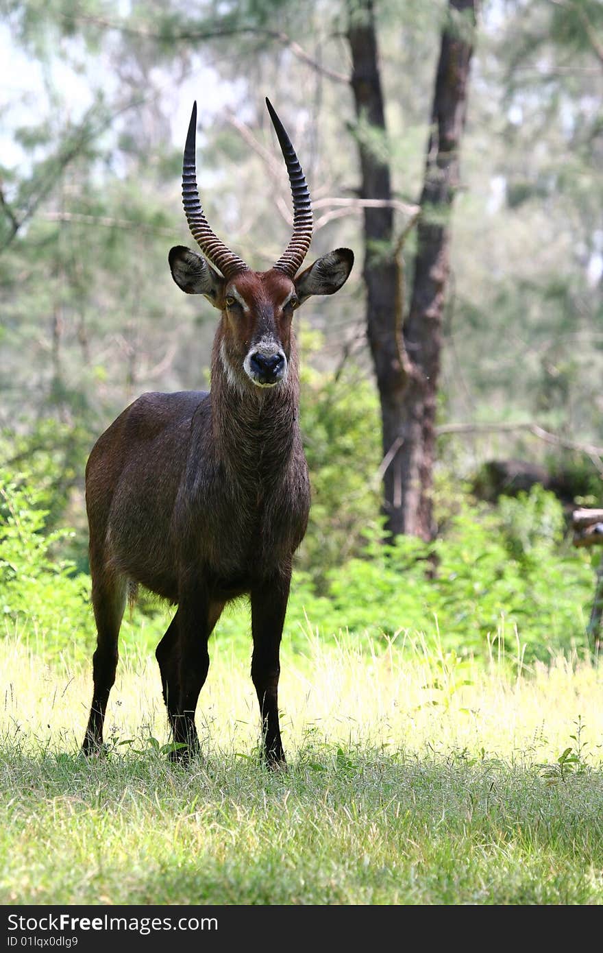 Waterbuck (Kobus ellipsiprymnus) in a woodland near Mombasa, Kenya. Waterbuck (Kobus ellipsiprymnus) in a woodland near Mombasa, Kenya