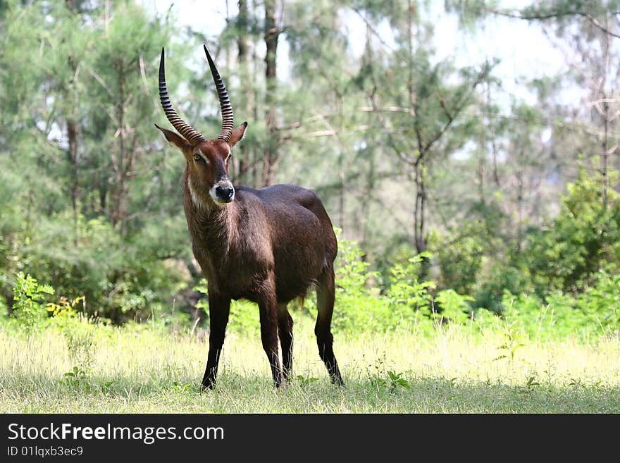 Waterbuck (Kobus ellipsiprymnus) in a woodland near Mombasa, Kenya. Waterbuck (Kobus ellipsiprymnus) in a woodland near Mombasa, Kenya