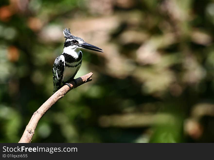 Pied Kingfisher