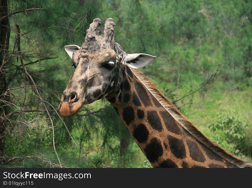 Giraffe's head (Giraffa camelopardalis) grazing in the bush (Kenya, Africa)