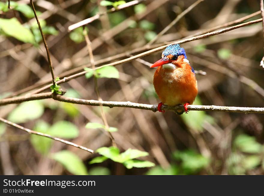 Malachite Kingfisher