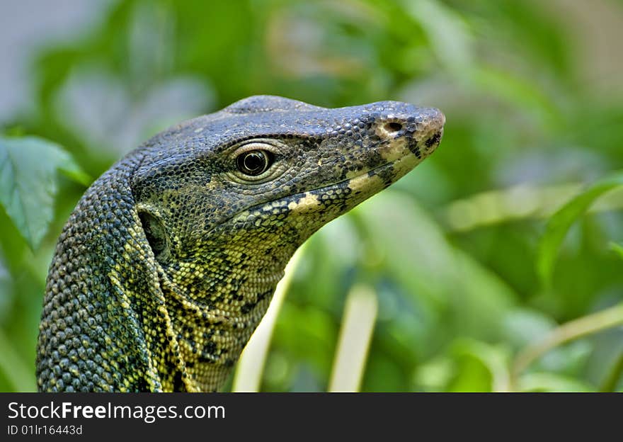 Monitor lizard at the chao phraya river in bangkok. Monitor lizard at the chao phraya river in bangkok