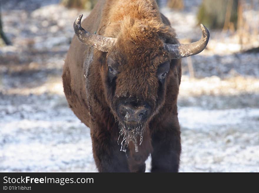 Wisent s portrait