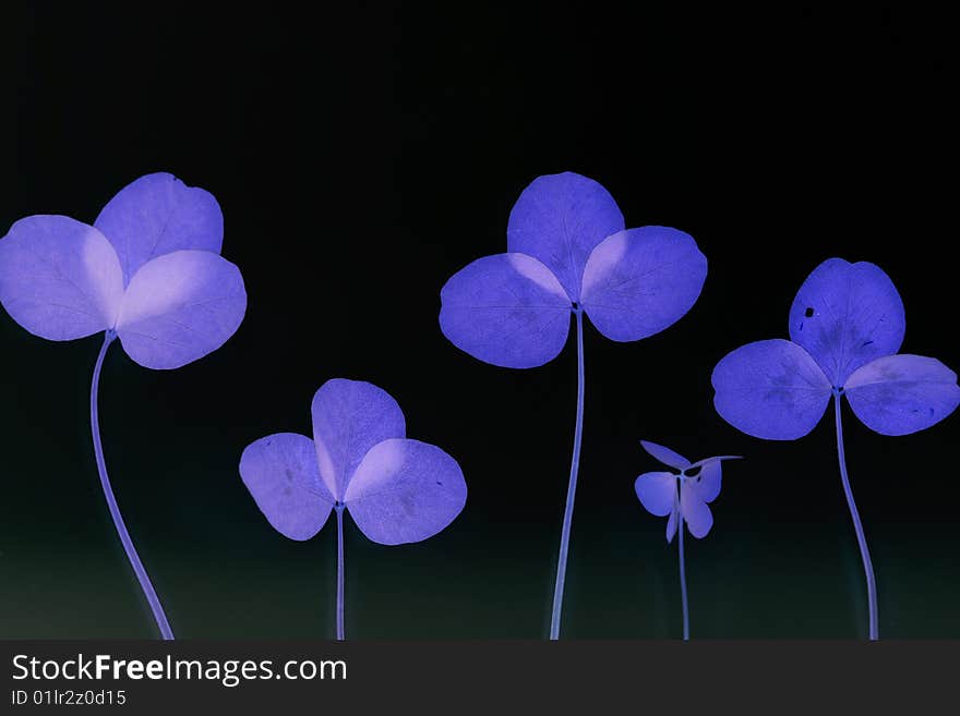 A background of blue flowers in black background. A background of blue flowers in black background.