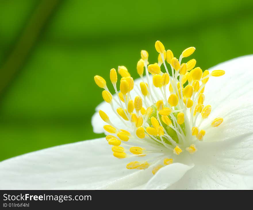 Extreme macro (1:1 proportion) of anemone flower isolated on white background and with opposition side light. Extreme macro (1:1 proportion) of anemone flower isolated on white background and with opposition side light