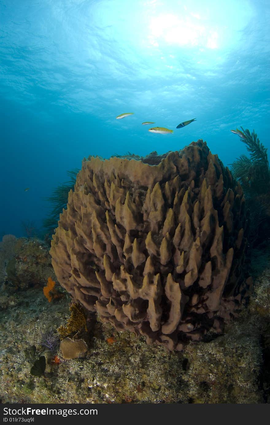 A brown coral head with fish swimming about under the sun glowed surface of the bahamian sea. A brown coral head with fish swimming about under the sun glowed surface of the bahamian sea.