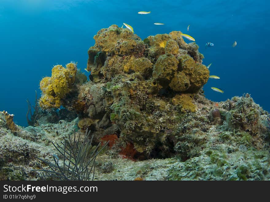 Yellow Bahama Coralhead