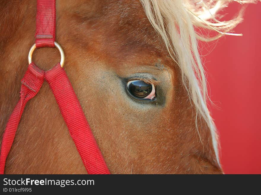 Work horse with red bridle; head closeup