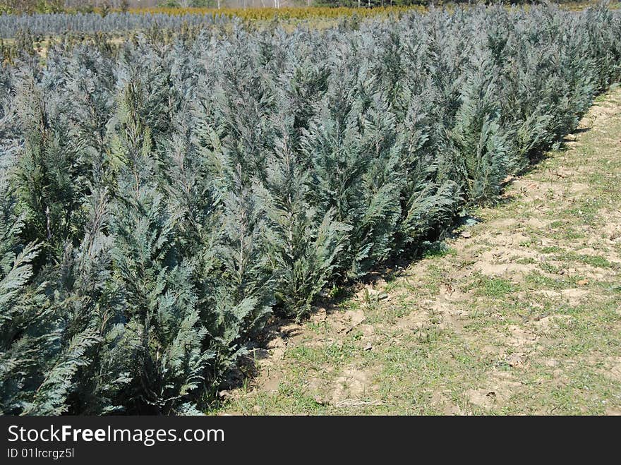 Thuja Rows