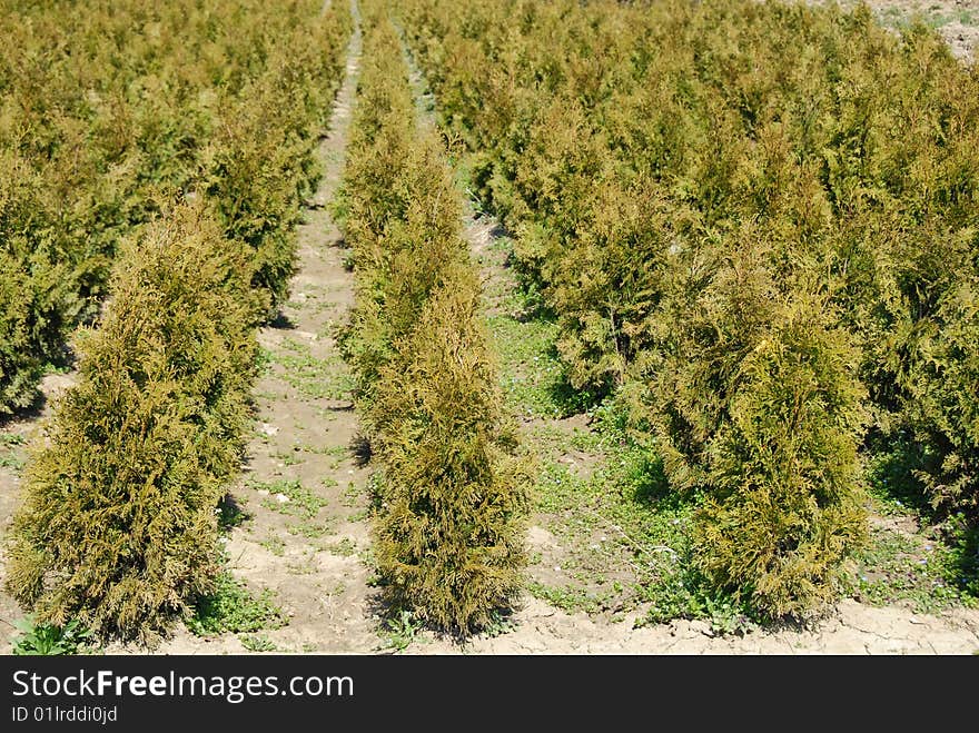 Thuja rows