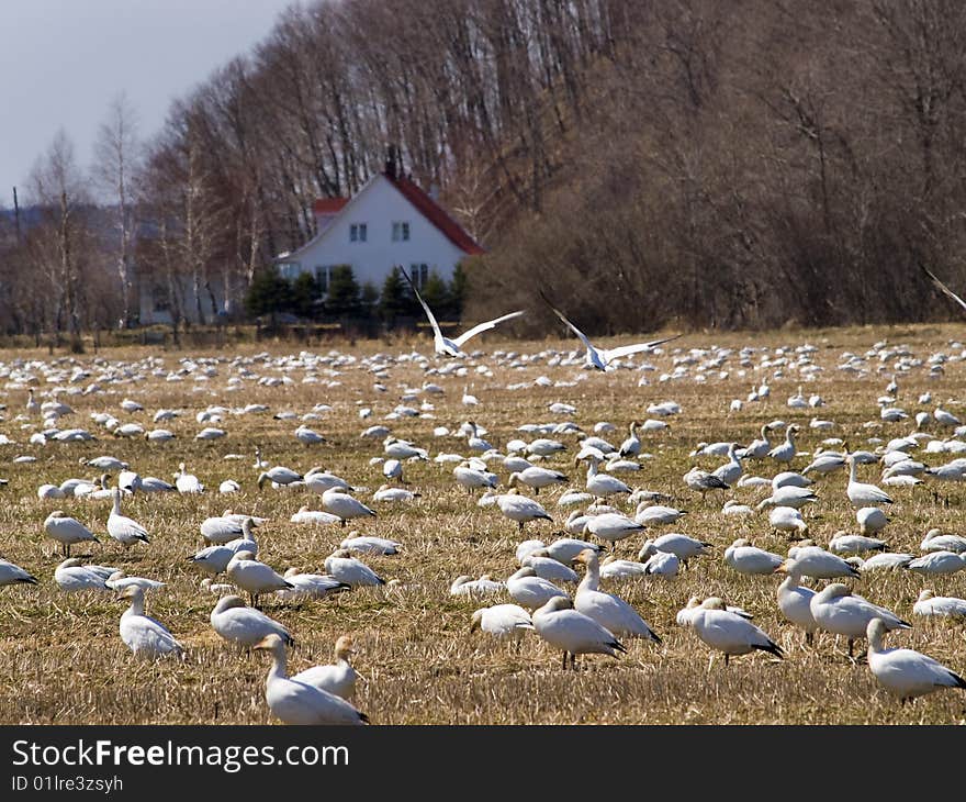 White goose migration from canada