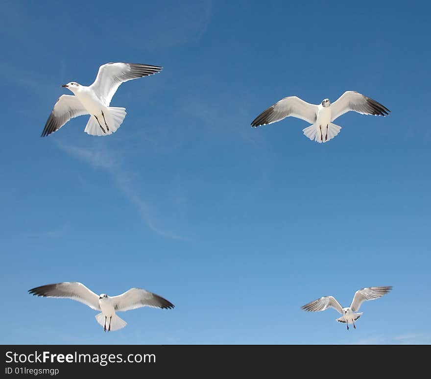 Four Seagulls forming a square in the blue sky. Four Seagulls forming a square in the blue sky