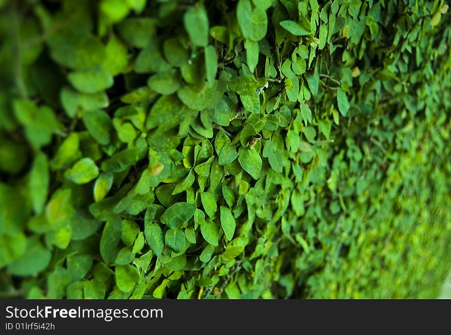 Leaf on Wall