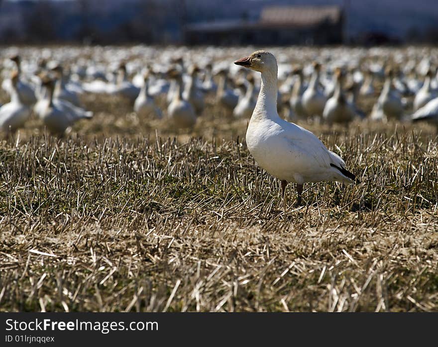 Lonely white goose with group of goose in background. Lonely white goose with group of goose in background