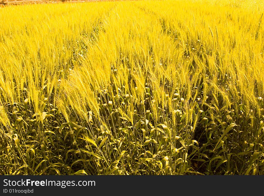 Mature wheat farmers for their labor