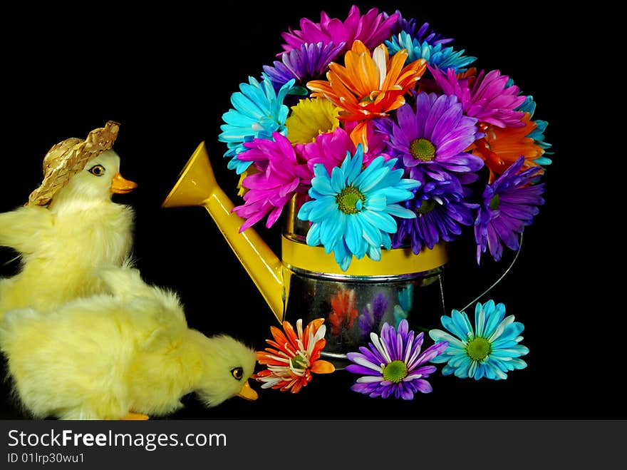 Ducklings with a colorful daisy bouquet. Ducklings with a colorful daisy bouquet.