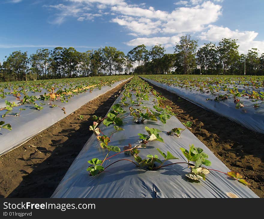 Strawberry fields at strawberry farm, Wamuran, Queensland, Australia