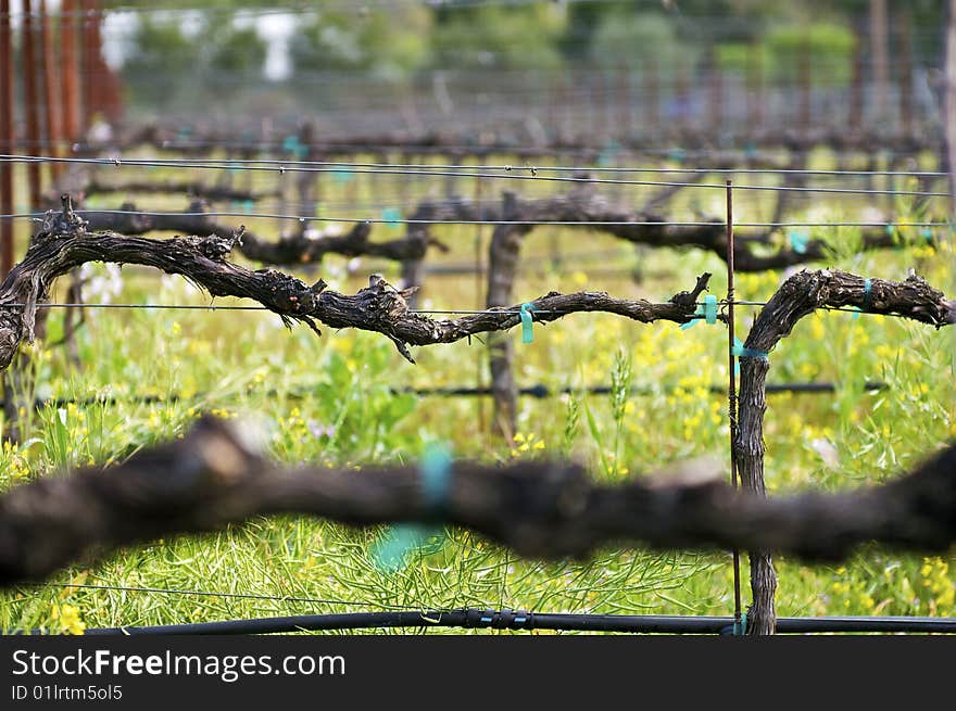 Close-up of Grape Vines during the Spring. Close-up of Grape Vines during the Spring