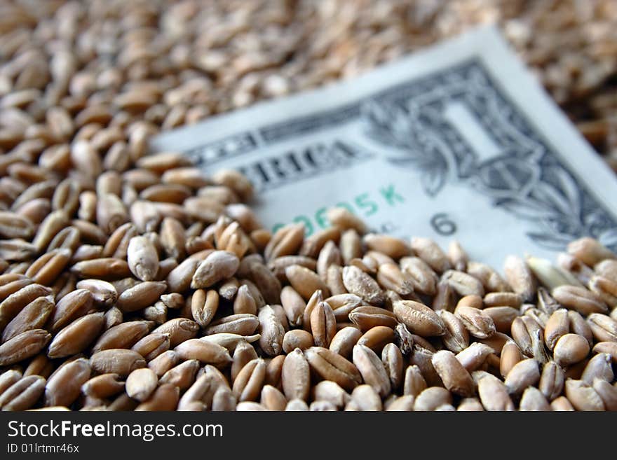 One Dollar Banknote Among Wheat Grains