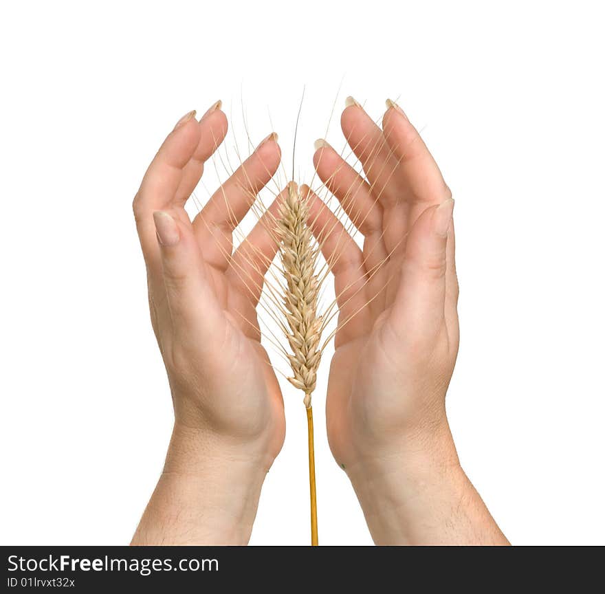 Farmer Presenting Wheat As A Gift