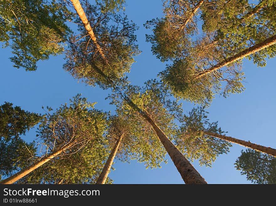 Tops of pine-trees against blue clear sky. Tops of pine-trees against blue clear sky