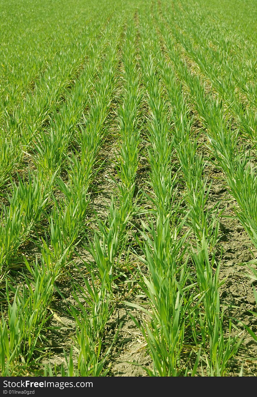 Row of green grass on a field.