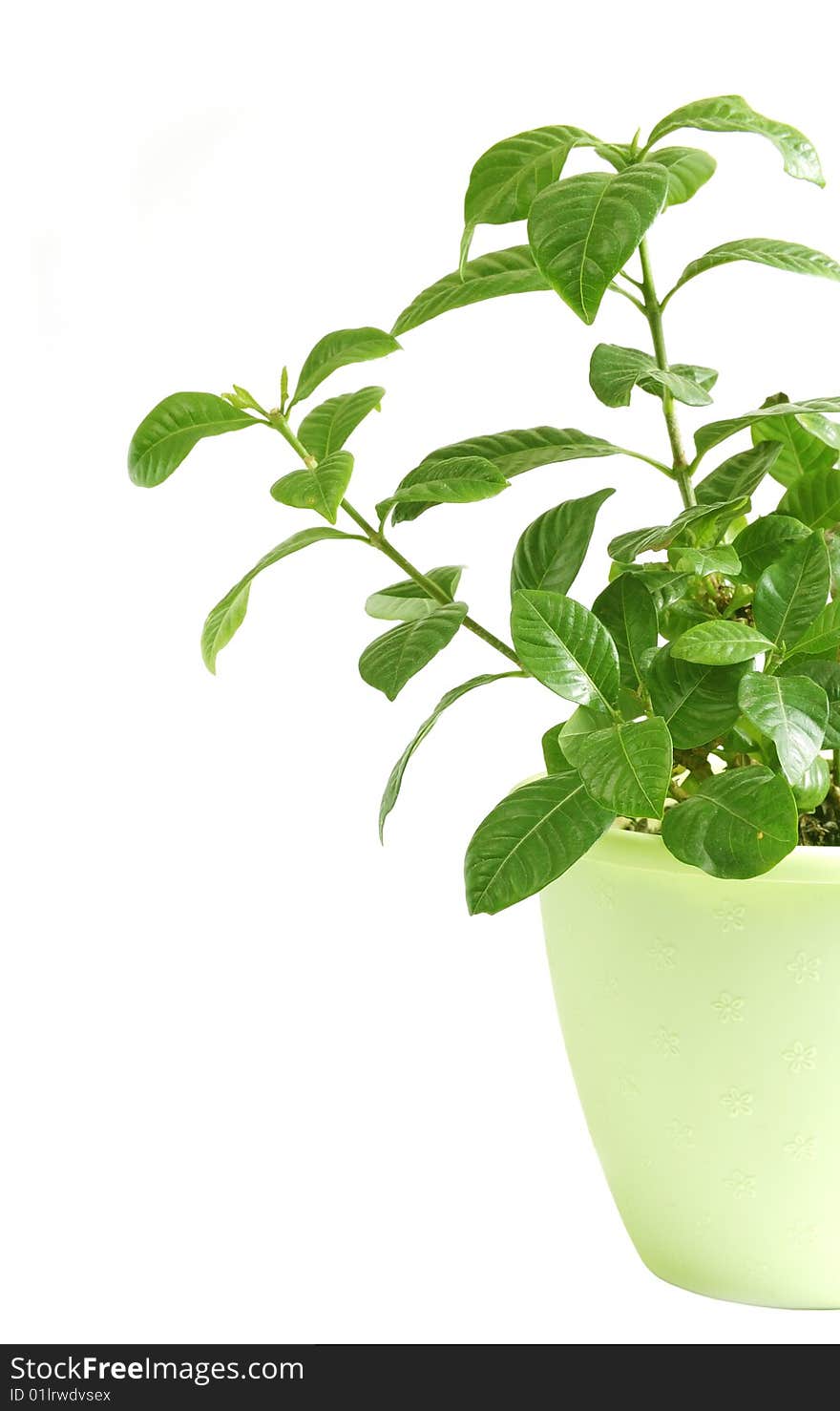 Green ornamental plant. Isolated on white.