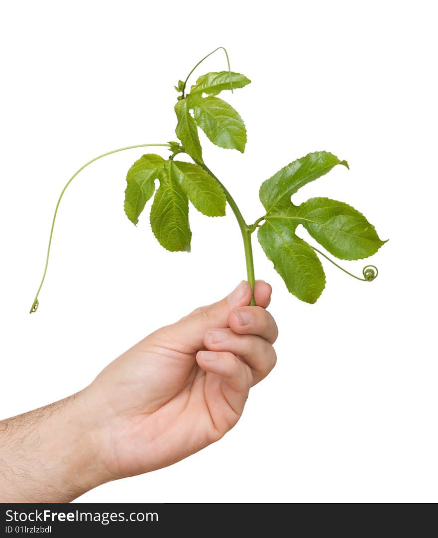 Close up of hand holding vine of passiflora as a gift