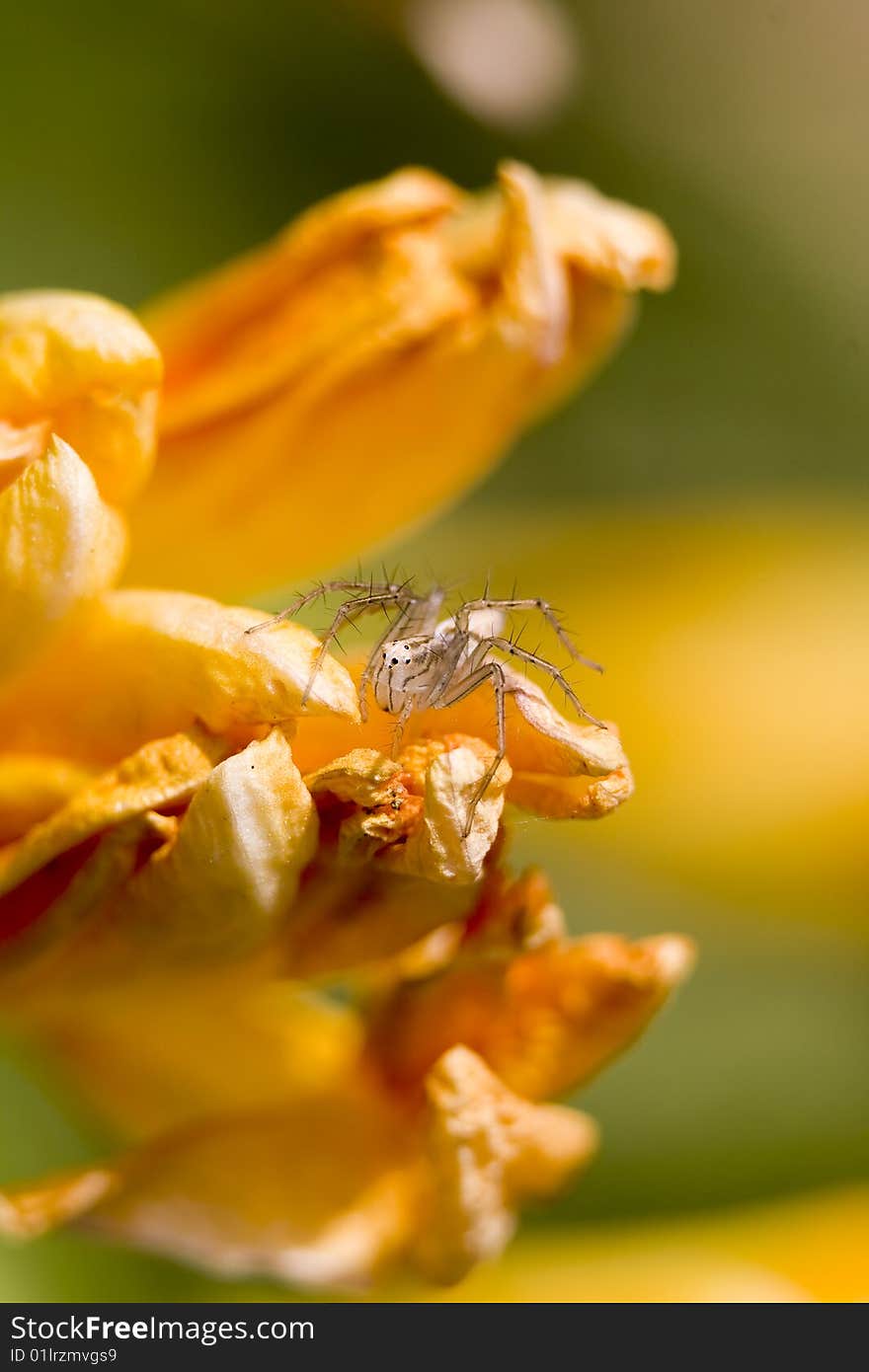 A spider macro