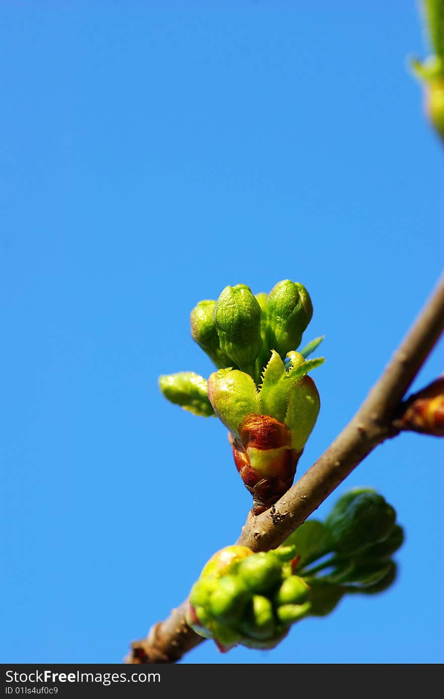 Spring leaves