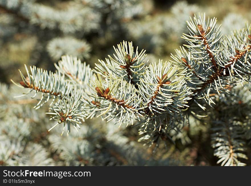 Branches Of Blue Spruce