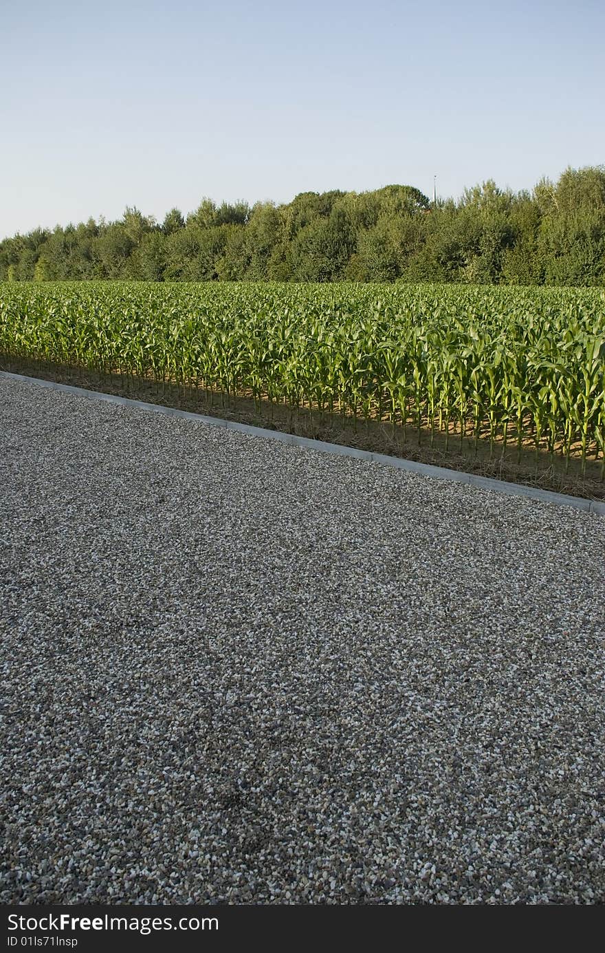 A cornfield at the parking lot