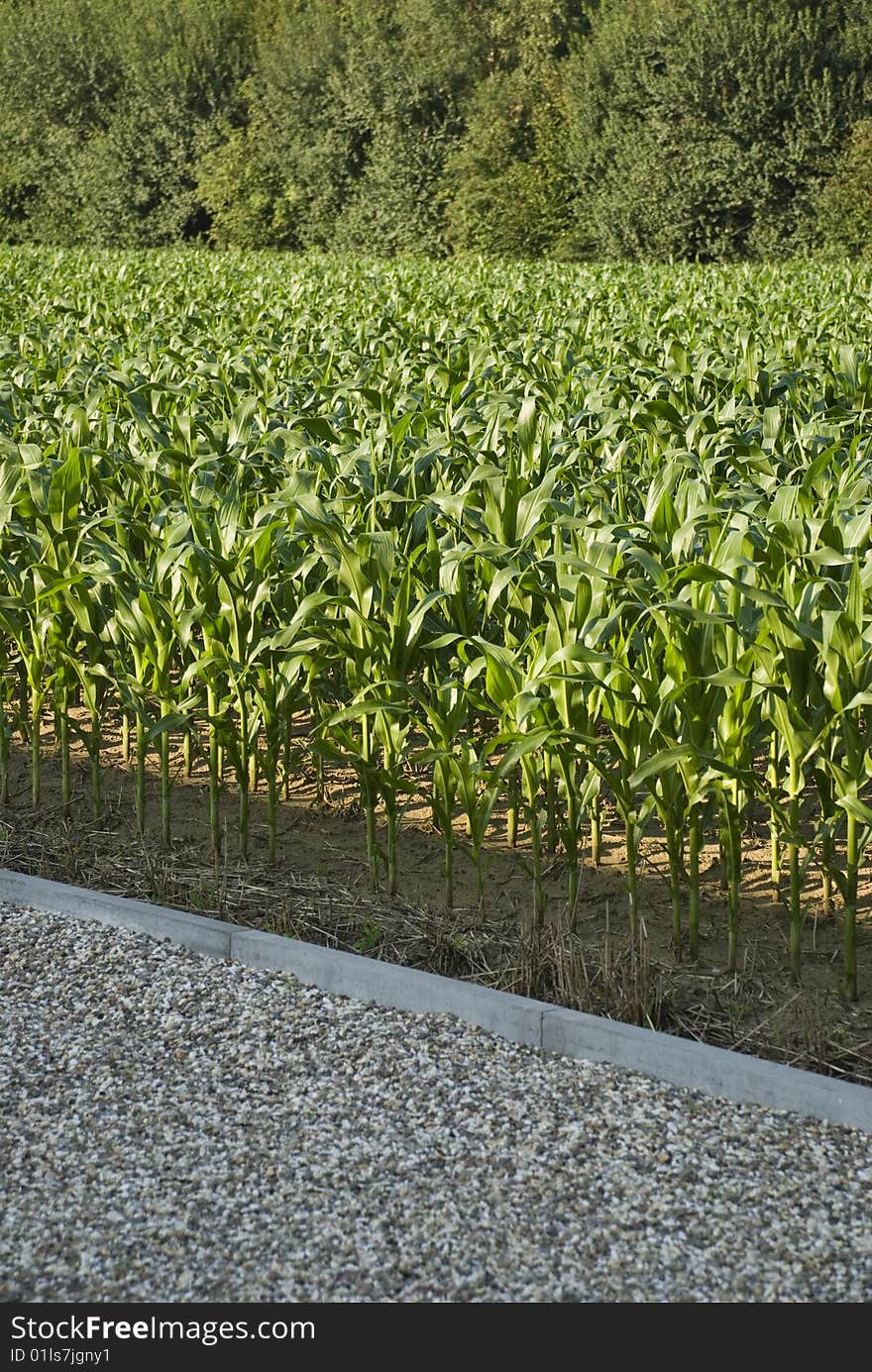 A cornfield at the parking lot