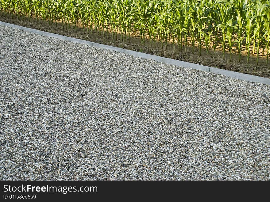 A cornfield beside a parkinglot