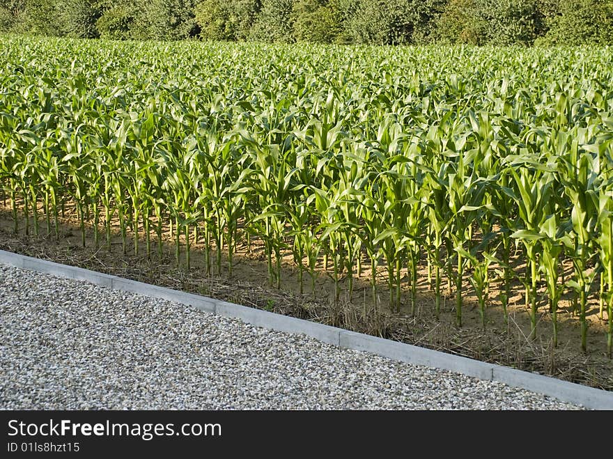 A cornfield beside a parkinglot. A cornfield beside a parkinglot