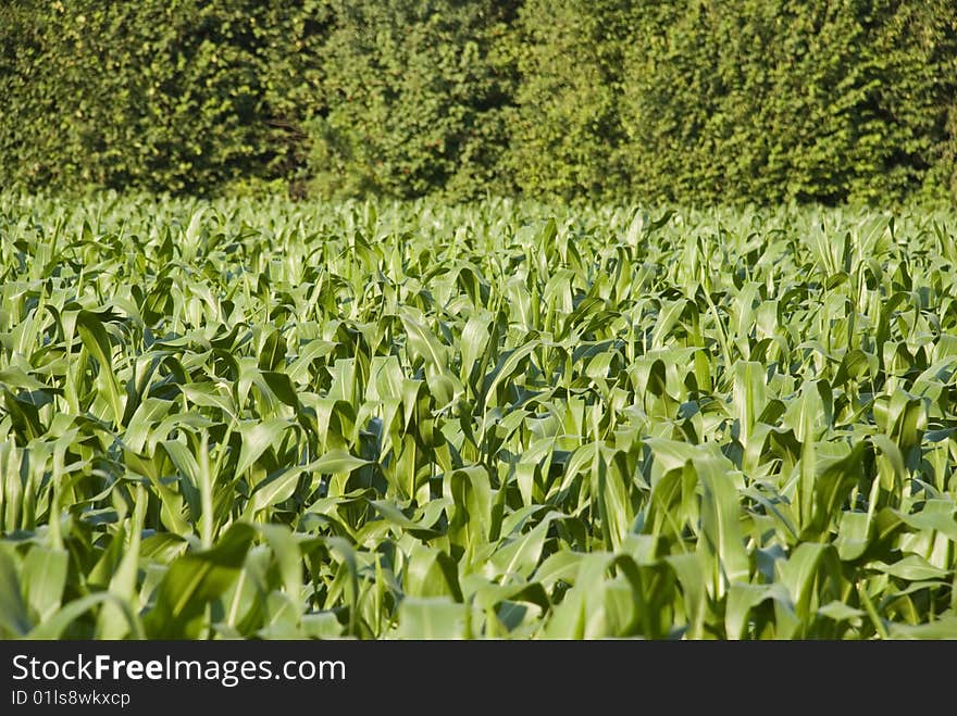 A cornfield beside some trees