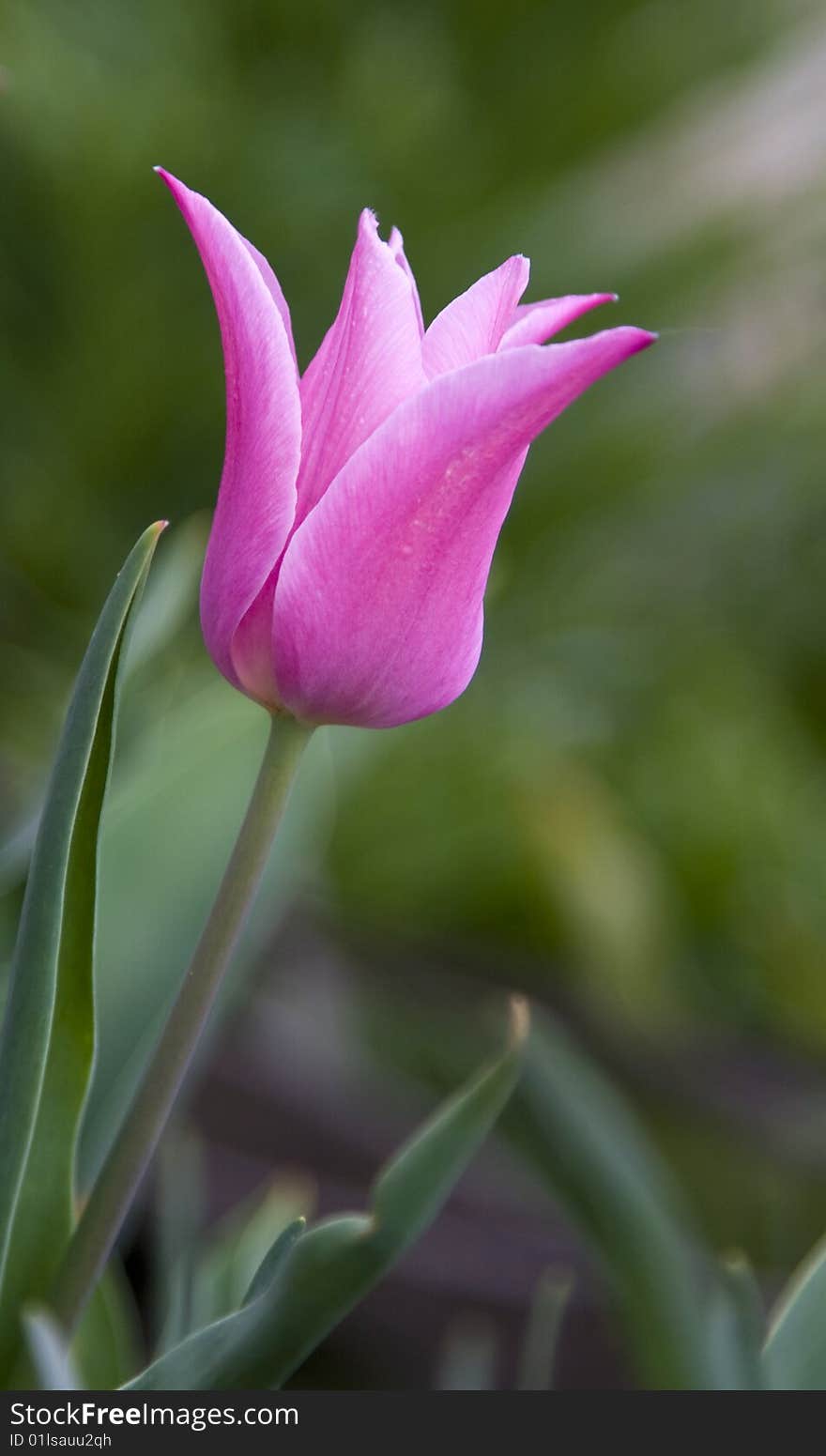 Pink tulip