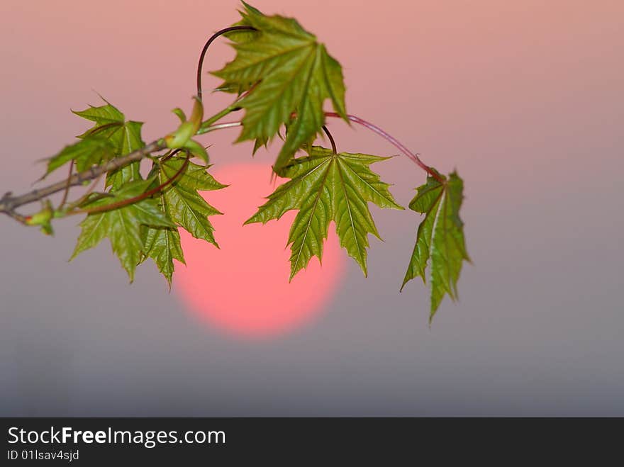 Branch and green foliage of  maple on  background of  disk of  coming sun. Branch and green foliage of  maple on  background of  disk of  coming sun