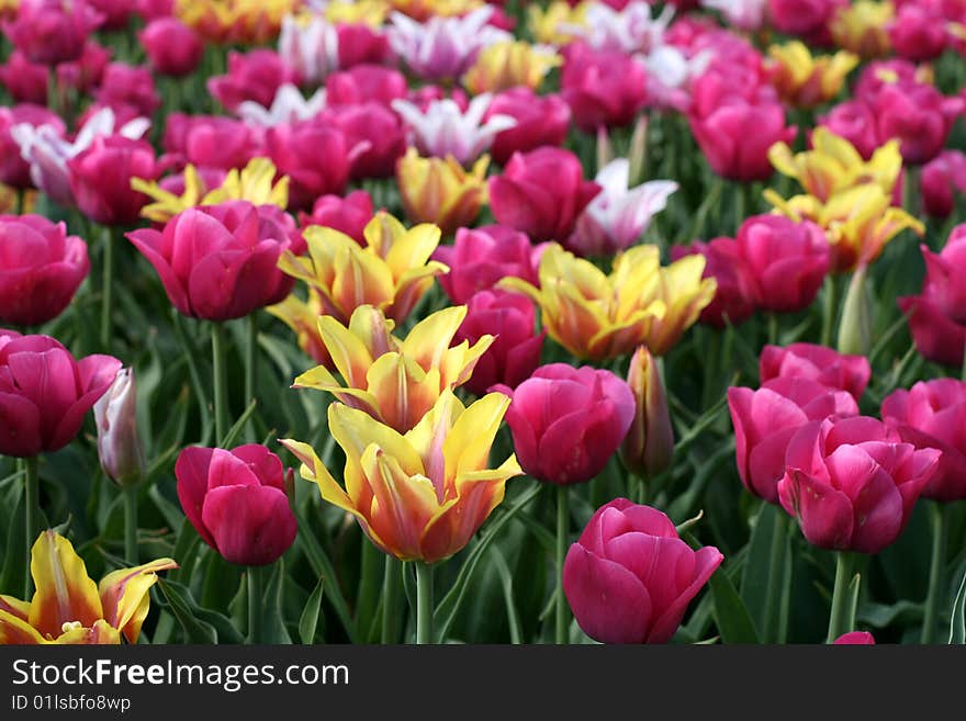 Tulips in a spring garden