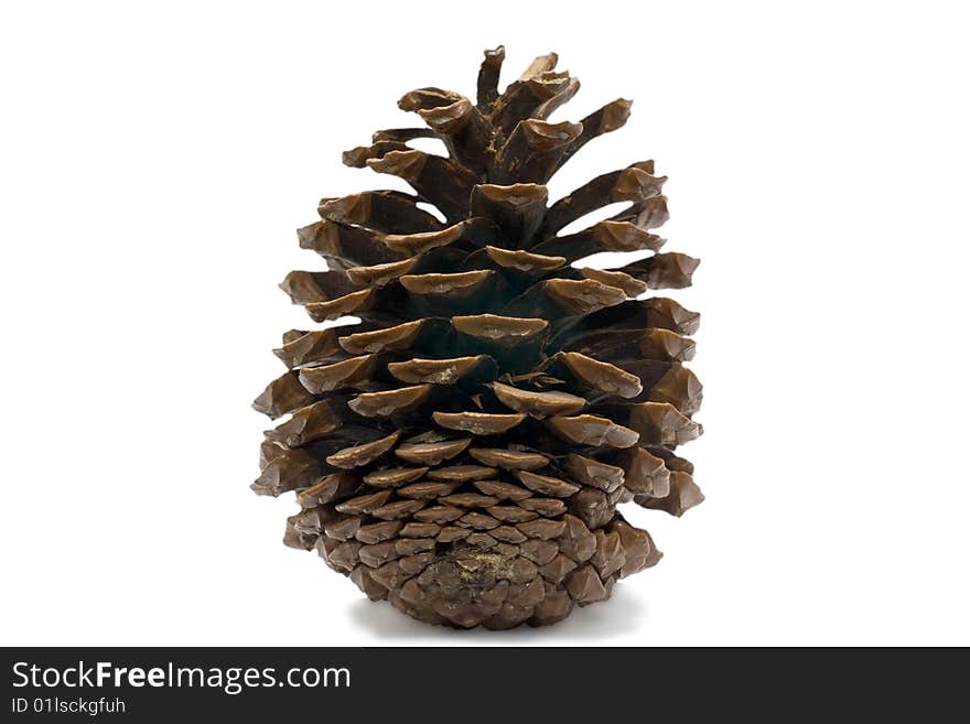 Cedar cone